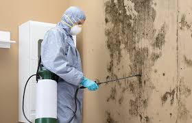 Why You Should Choose Our Mold Remediation Services in Clintonville, WI